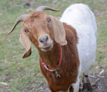 boer-goat