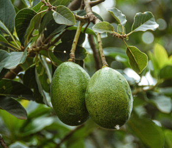 crop-img2
