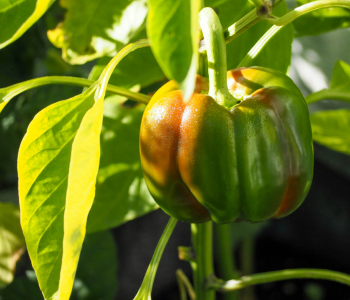 crop-img3