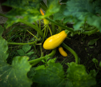 crop-img6