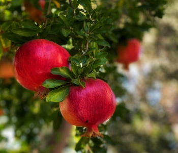 crop-img9