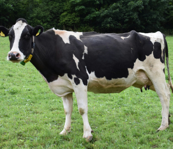 holstein-friesian