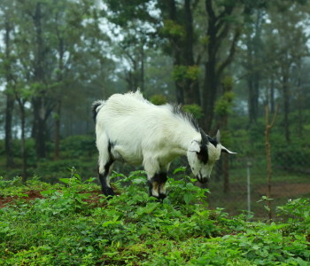 jamunapari-goat