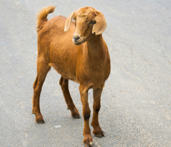 khari-goat