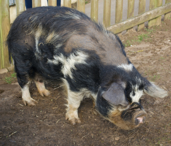 landrace-pig