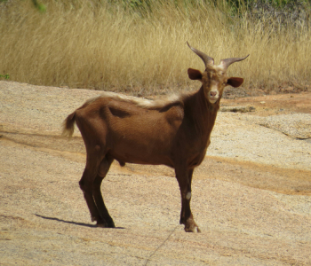 terai-goat